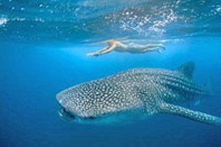  Nade com tubarão-baleia 